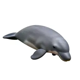 Dugong grazing