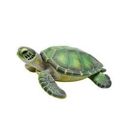 Green sea turtle