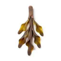 Kelp holdfast