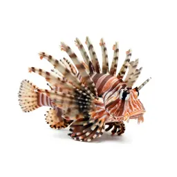 Lionfish