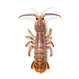 Mantis shrimp