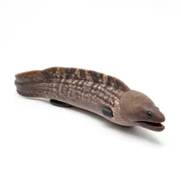 Moray eel