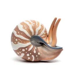 Nautilus