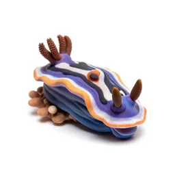 Nudibranch on coral