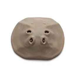 Sand dollar burrowing
