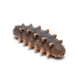 Sea cucumber
