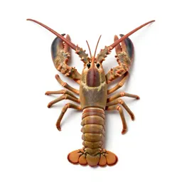 Spiny lobster