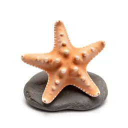 Starfish on rock