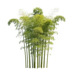 Bamboo grove