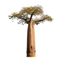 Baobab
