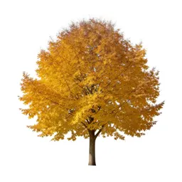 Beech in autumn