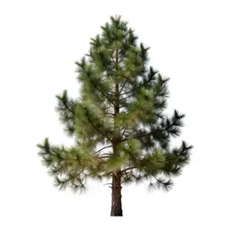Bristlecone pine