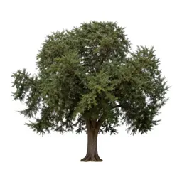 Cedar of Lebanon