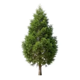Cypress