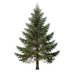 Douglas fir