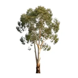 Eucalyptus with peeling bark