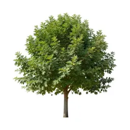 Fig tree with fruit