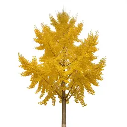 Gingko in autumn