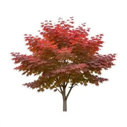 Japanese maple
