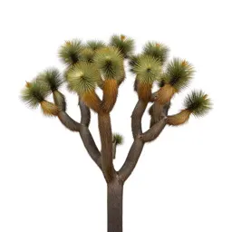 Joshua tree