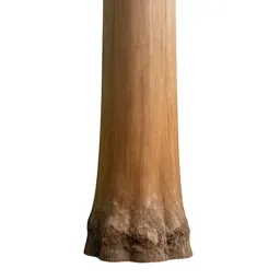 Kauri trunk
