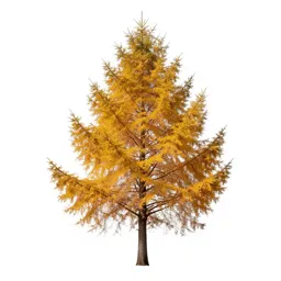 Larch in autumn