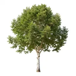 Paperbark tree