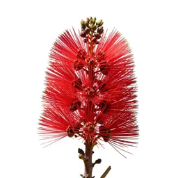 Pohutukawa in flower