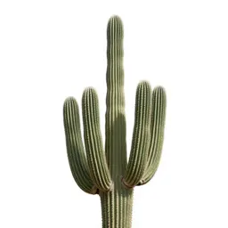 Saguaro cactus