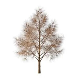 Silver beech