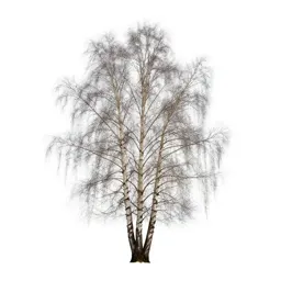 Silver birch stand