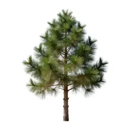 Stone pine