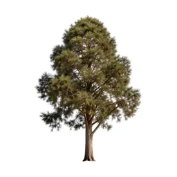 Totara