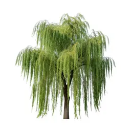 Weeping willow
