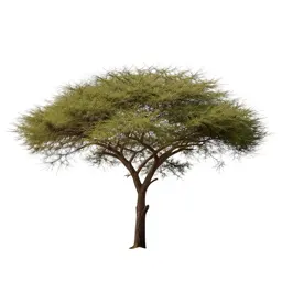 Acacia on savannah