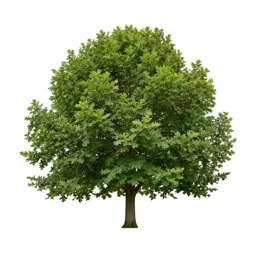 English oak in full leaf