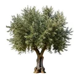 Olive tree with a gnarled trunk