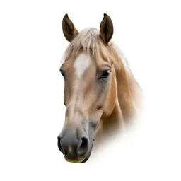 Chanfron