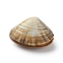 Clamshell