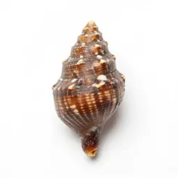 Phragmocone