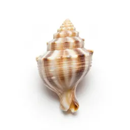 Seashell