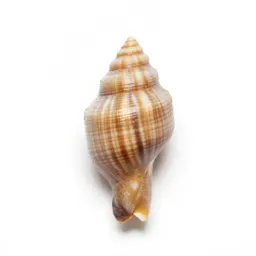 Whizbang