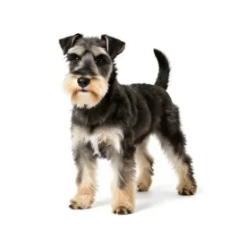 Toy terrier
