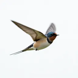Barn swallow in flight