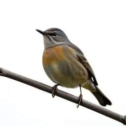Bellbird on a branch
