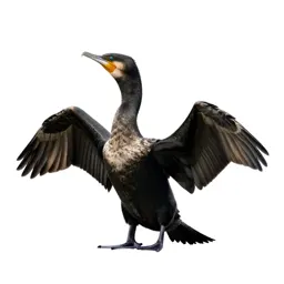 Cormorant drying its wings