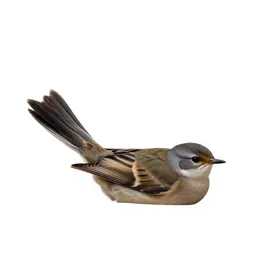Fantail with its tail spread