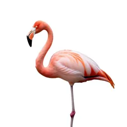 Flamingo on one leg