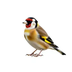 Goldfinch