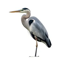 Heron standing still